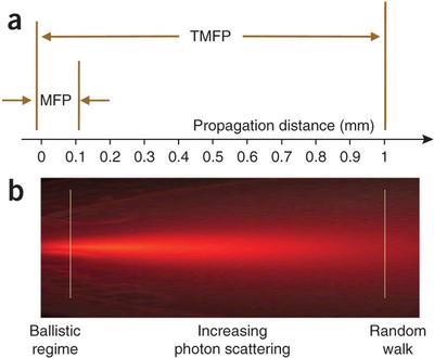Laser-tissue interaction in Biophotonics course