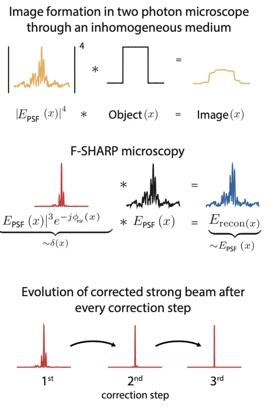Data Analysis of the F-SHARP Multiphocal Method in Biological Tissues