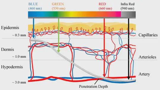 Modeling Coherent Laser Light Propagation in the Surface Layers of the Circulatory System Using the Monte-Carlo Method